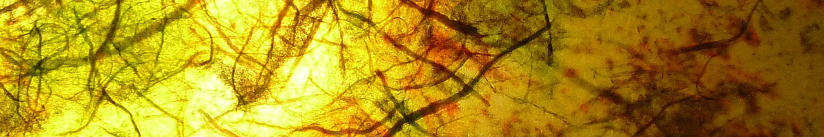 Bildausschnitt Schildkröte