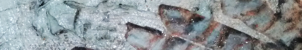 Bildausschnitt Feuerfisch